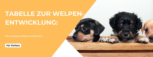 Welpenentwicklung Phasen im Überblick