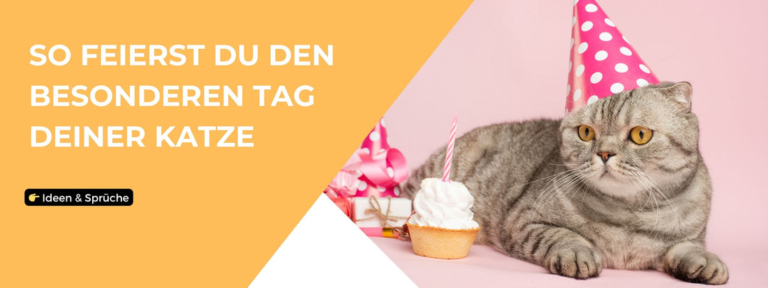 Katze Geburtstag