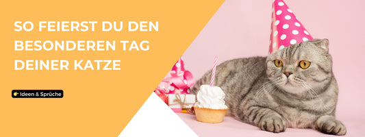 Katze Geburtstag