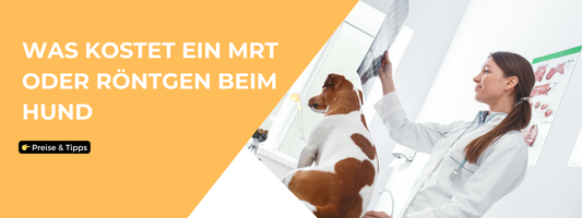 mrt hund kosten