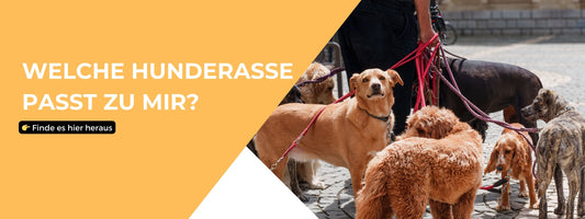 Blog Post mit Test zur Frage Welche Hunderasse passt zu mir