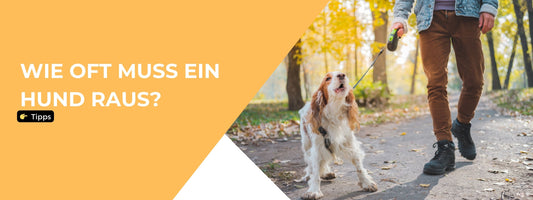 Hund mit Mensch - Gassi gehen
