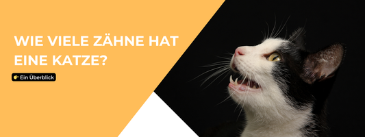 Wie viele Zähne hat eine Katze?