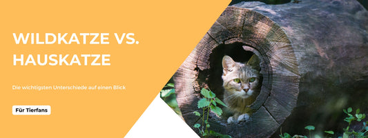 wildkatze hauskatze unterschied
