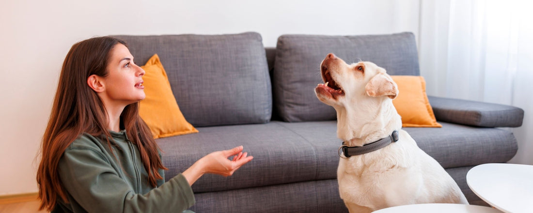 Ab wann ist ein Hund stubenrein? Tipps und Ratschläge - PAWZLOVE