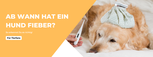 hund fieber ab wann