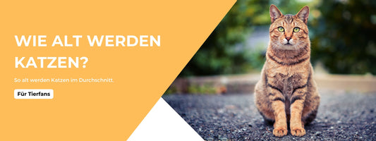 so alt werden katzen blog post