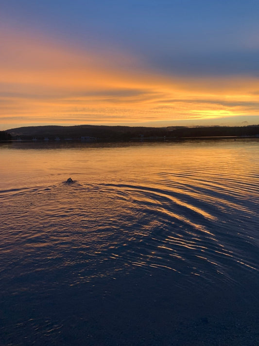 Auf ins Abenteuer mit Hund am Badesee – Die besten Produkte für unvergessliche Tage! - PAWZLOVE