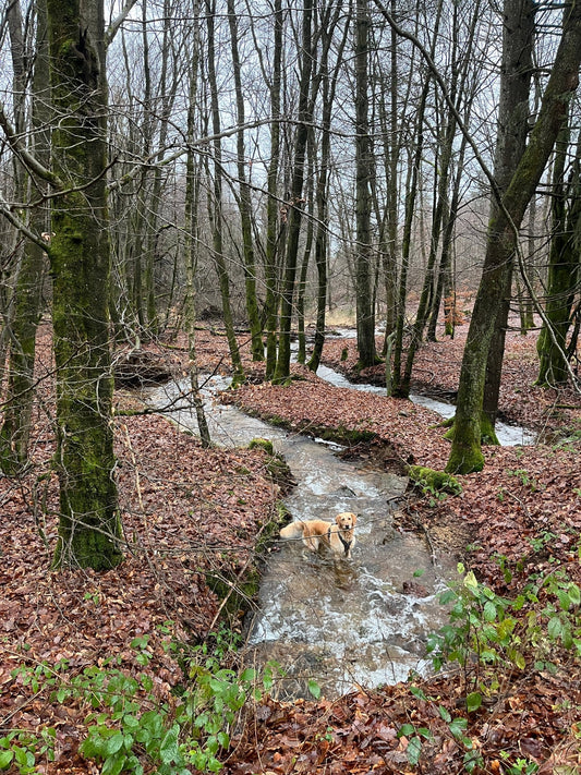 Der Charme der Golden Retriever: Dein bester Freund auf vier Pfoten - PAWZLOVE