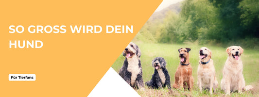 Hund Endgröße