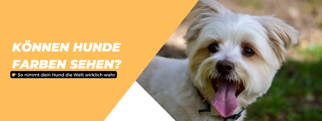 Können Hunde  Farben sehen?