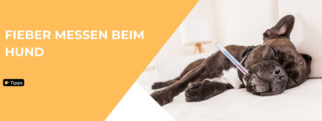 🌡️ Fieber beim Hund messen – sicher erkennen und richtig handeln