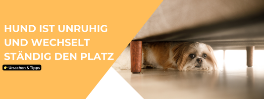 hund ist unruhig und wechselt ständig den platz ratgeber
