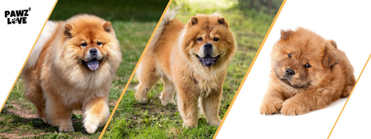 Hunde mit blauer Zunge Pawzlove Glossar