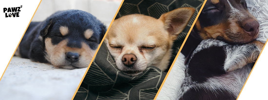 hunde schlaf pro tag