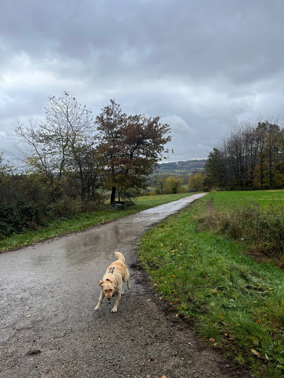 Hundefreundliche Reiseziele: Unterwegs mit dem besten Freund des Menschen - PAWZLOVE