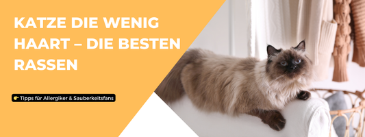 Katze die wenig haart Die besten Rassen
