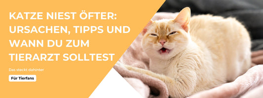 Katze niest öfter Tipps