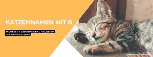 Katzennamen mit B
