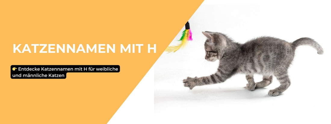 katzennamen mit H