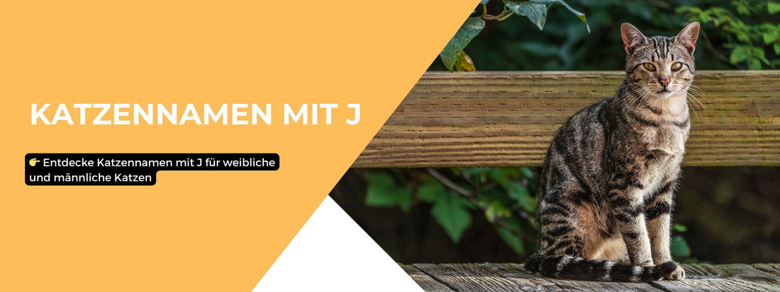 Katzennamen mit J – über 100 kreative & moderne Ideen