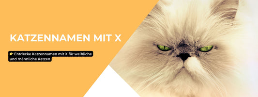 Katzennamen mit X