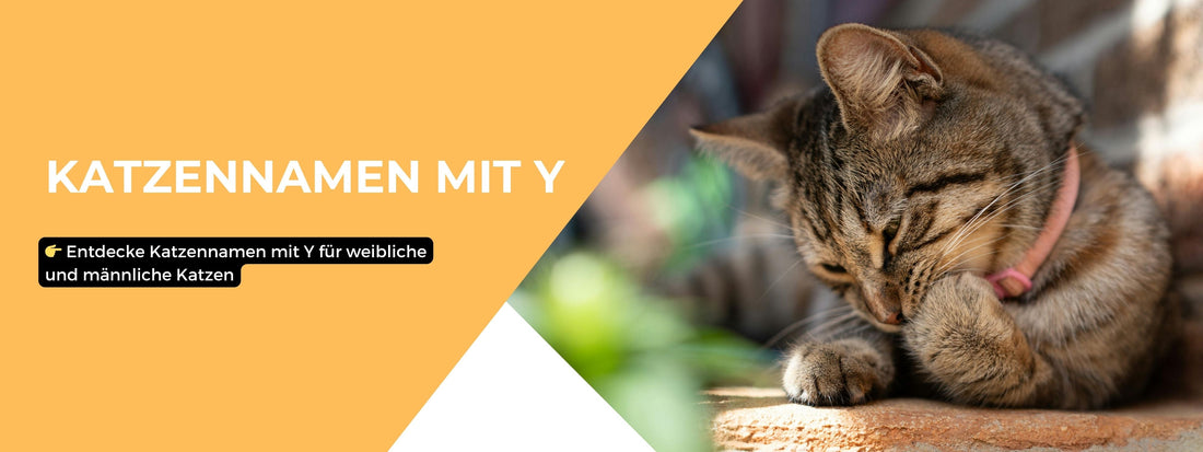 Katzennamen mit Y