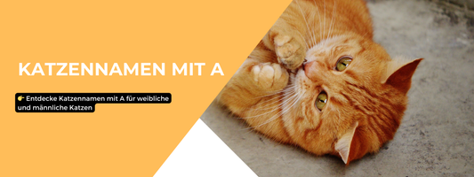 katzennamen mit a