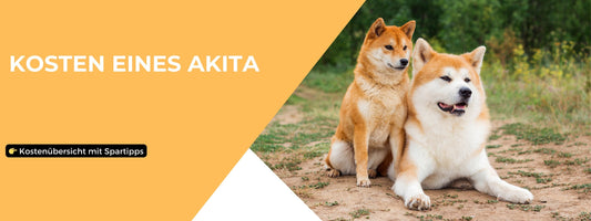 kosten eines akita