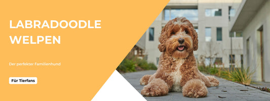 Labradoodle Welpen perfekter Familienhund
