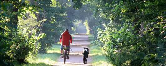 Mit Hund Fahrrad fahren: Tipps für eine sichere und spaßige Fahrt - PAWZLOVE