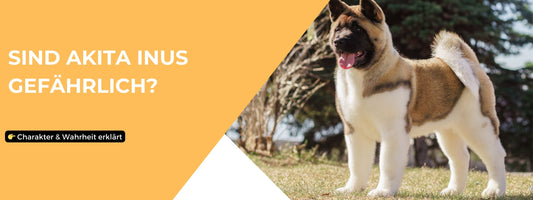 Akita Inu gefährlich? Charakter erklärt