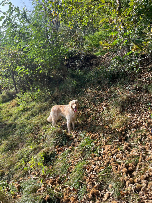 Teil 6: How To - Die Bedeutung von Hundeerziehung: Ein glückliches Leben mit Deinem besten Freund 🐶❤️ - PAWZLOVE