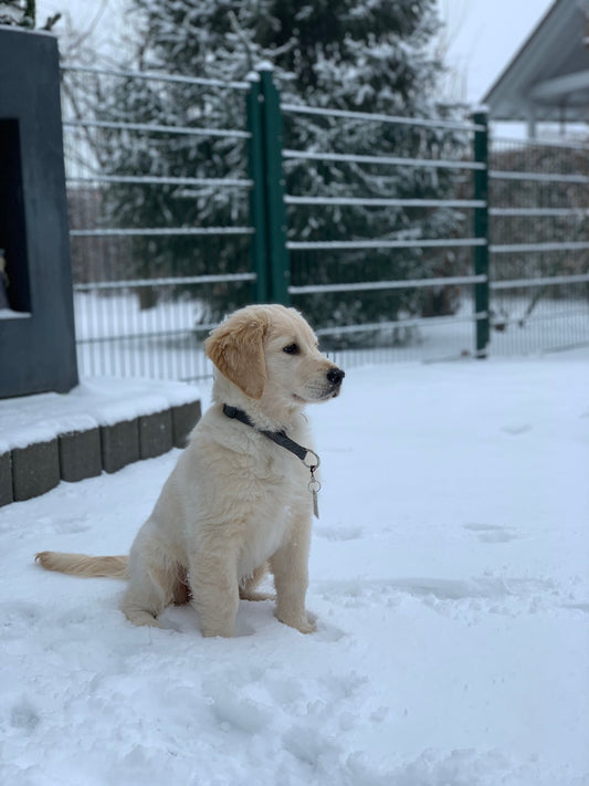 Teil 7: How To - Die Bedeutung von Bewegung und Aktivität für Deinen Hund 🐾 - PAWZLOVE