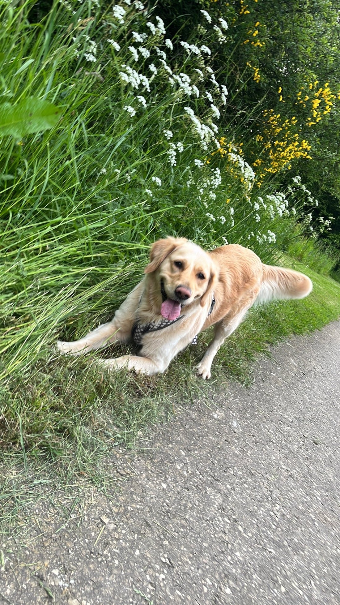 Teil 8: How To - Wie Du Deinem Hund helfen kannst, ruhiger zu werden - PAWZLOVE