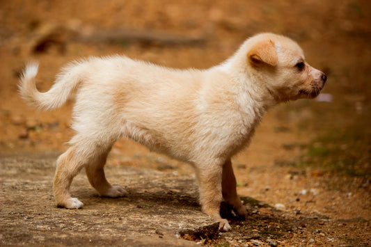 Teill 4: How To - Die Wichtigkeit der Frühsozialisierung von Hunden: Ein Leitfaden für Hundebesitzer - PAWZLOVE