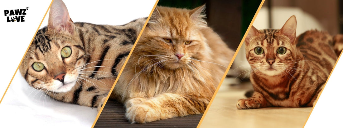 Welche Katze passt zu dir? Entdecke die Vielfalt von Bengal, Maine Coon und Co. - PAWZLOVE