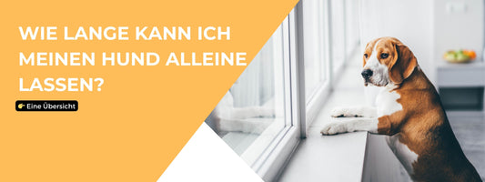 Hund alleine lassen